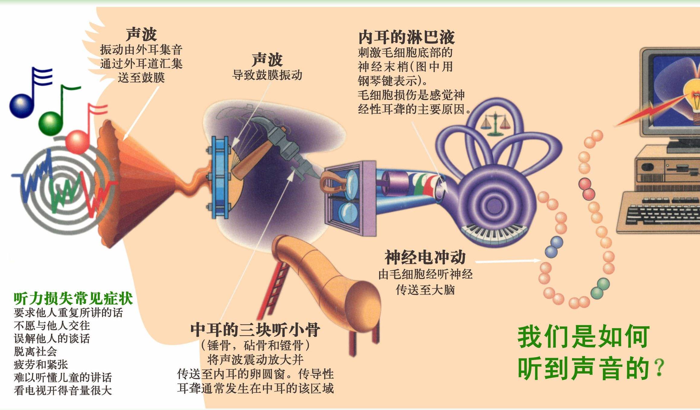 我们的耳朵里也有一栋小房子
